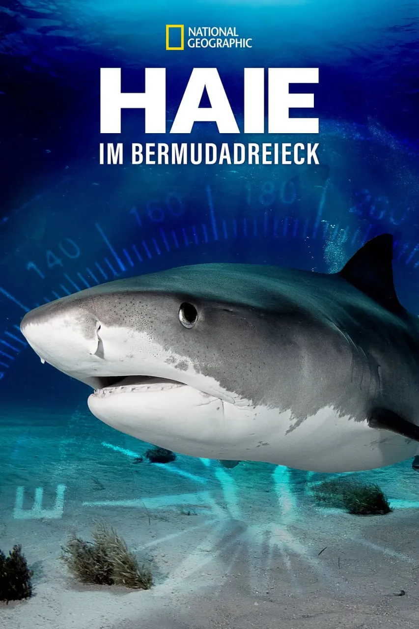 百慕大三角：鲨鱼海报